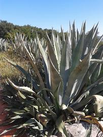 Agave diverse dimensioni