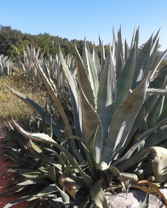 Agave diverse dimensioni