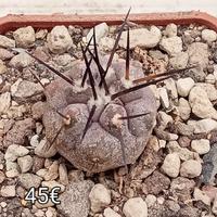 cactus copiapoa columna alba 