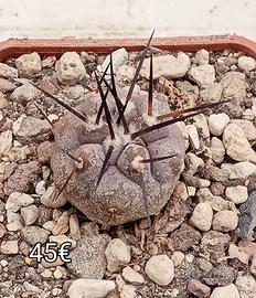 cactus copiapoa columna alba 