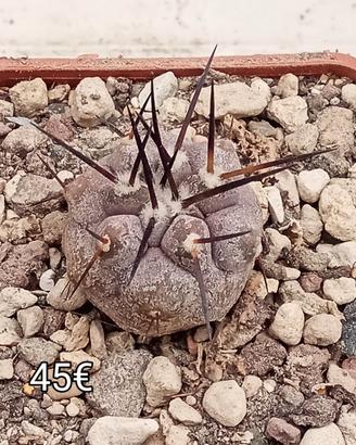 cactus copiapoa columna alba 