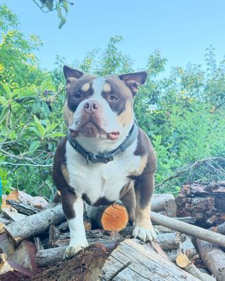 American bully pocket per monta