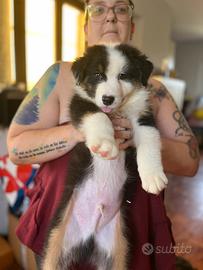 Cuccioli pastore australiano