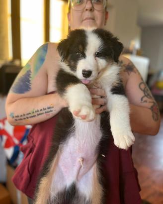 Cuccioli pastore australiano