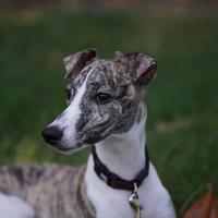 Whippet maschio da monta