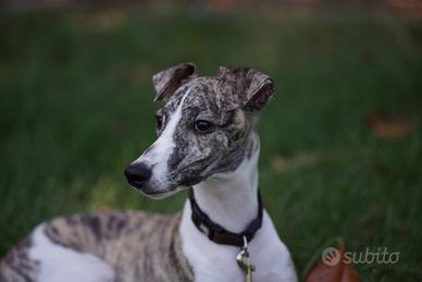 Whippet maschio da monta