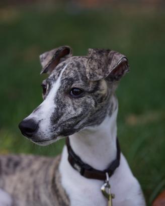 Whippet maschio da monta