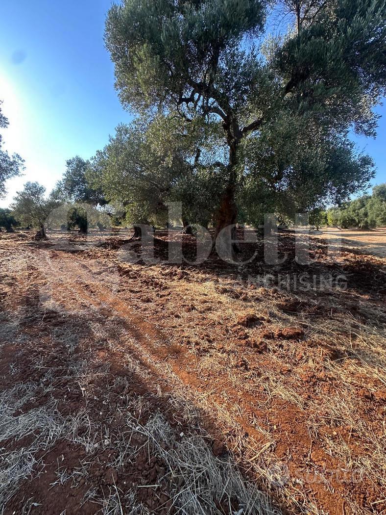 Terreno Agricolo Ostuni [Cod. rif 3331447VCG] - Vista 3