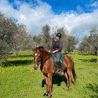 Cavallo pure sangue arabo