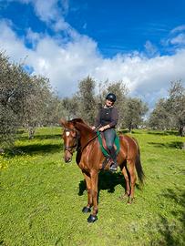 Cavallo pure sangue arabo