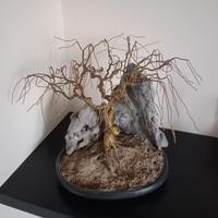 Albero bonsai