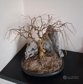 Albero bonsai