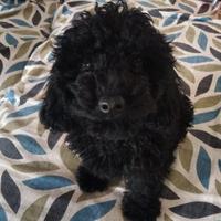 Cucciolo barboncino Toy nero