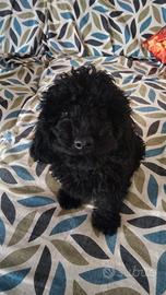 Cucciolo barboncino Toy nero