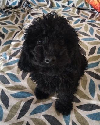 Cucciolo barboncino Toy nero