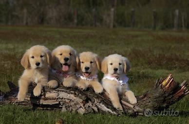 Cucciolo Golden Retriever american