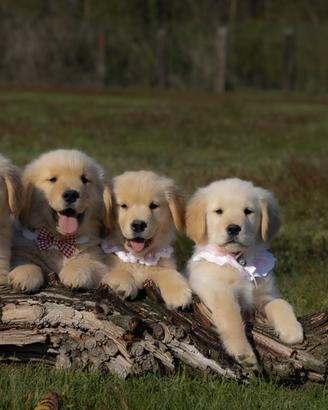 Cucciolo Golden Retriever american