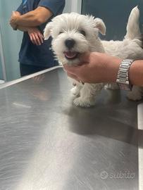 Cucciolo maschio westy