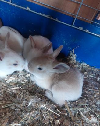 Conigli new zeland