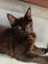 Maine coon maschio