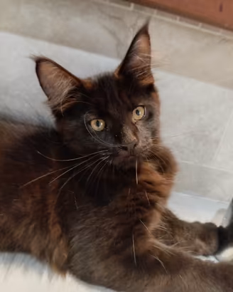 Maine coon maschio