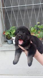Cuccioli di pastore tedesco