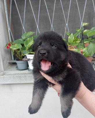 Cuccioli di pastore tedesco