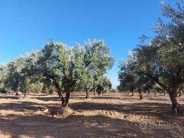 TER. RESIDENZIALE A SELLIA MARINA