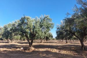 TER. RESIDENZIALE A SELLIA MARINA