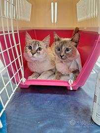 Crystal e Perla aspettano la loro famiglia