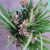 pianta orchidea da esterno 