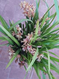 pianta orchidea da esterno 