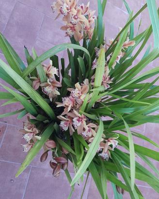 pianta orchidea da esterno 