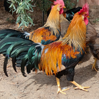 Galli Livornesi collo oro