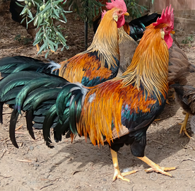 Galli Livornesi collo oro