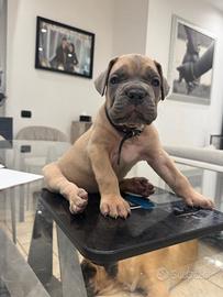 Cucciola cane corso