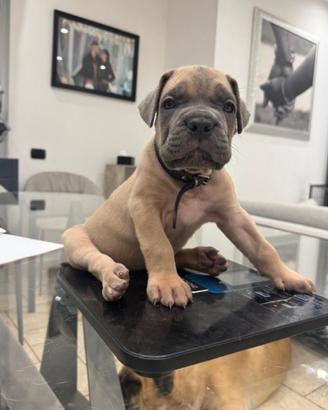 Cucciola cane corso