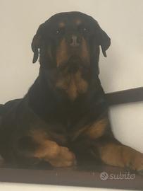 Cuccioli di rottweiler