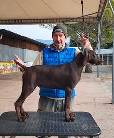 Kurzhaar bracco tedesco