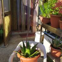 Piante grasse