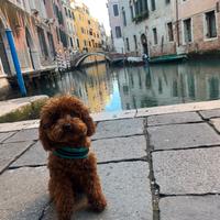 Barboncino Toy Red per monta