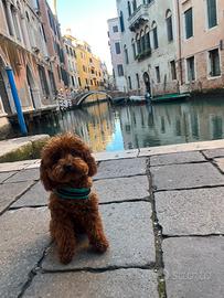 Barboncino Toy Red per monta