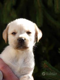 Labrador