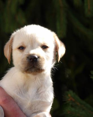 Labrador