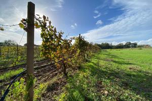 Terreno Agricolo - Alghero
