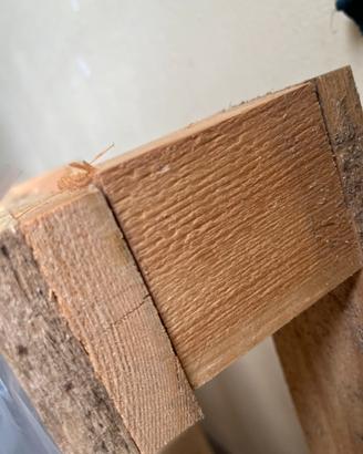 3 bancali -pallet
