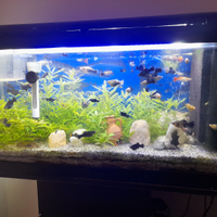 Acquario con mobiletto 100 litri