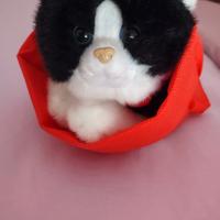 Gattino peluche Trudi nuovo