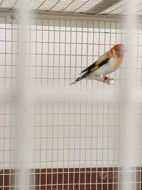 Cardellino Major Eumo Red cop