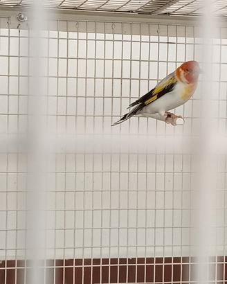 Cardellino Major Eumo Red cop